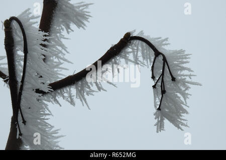 Raureif auf den Ästen eines Baumes im eisigen Wind und Wetter geformt. Branchen mit Frost bedeckt sind, wunder schöne Details. Stockfoto