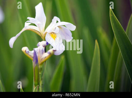 In der Nähe eines schönen, blühenden Purpur und Gold Louisiana iris Stockfoto