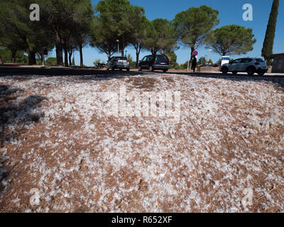 Weichen, weißen Flaumfedern am Boden auf einem Parkplatz an der Autobahn Rastplatz in der Nähe von Carcassonne, Südfrankreich. Stockfoto