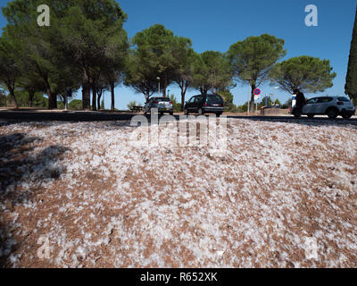 Weichen, weißen Flaumfedern am Boden auf einem Parkplatz an der Autobahn Rastplatz in der Nähe von Carcassonne, Südfrankreich. Stockfoto