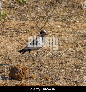 Schmied Kiebitz oder Schmied Plover (Vanellus armatus) neben Elefant dung im Krüger Nationalpark, Südafrika Stockfoto