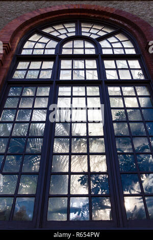 Pflanzen im Wintergarten sind mit Hintergrundbeleuchtung in der gewölbten Fenster durch die Nachmittagssonne, im Biltmore Estate in Asheville, NC, USA Stockfoto