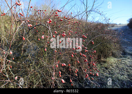 Rote Hagebutten auf Büschen frostigen Morgen Stockfoto
