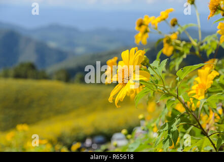 Wilde Mexikanische Sonnenblume blüht Moutain in Meahongson, Thailand Stockfoto