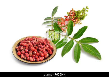Samen mit Anlage von Schinus terebinthifolia oder Brasilianischen peppertree, aroeira oder rosa Pfeffer, breitblättrigen Pepper Tree, wilelaiki oder wililaiki, Weihnachten Stockfoto