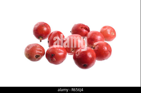 Saatgut von Schinus terebinthifolia oder Brasilianischen peppertree, aroeira oder rosa Pfeffer, breitblättrigen Pepper Tree, wilelaiki oder wililaiki, Christmasberry und F Stockfoto