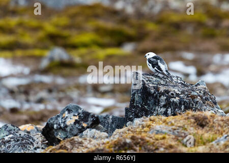 Erwachsene männliche Schneeammer, Plectrophenax nivalis, in frischem Schnee am Signehamna, Krossfjord, Svalbard, Norwegen. Stockfoto