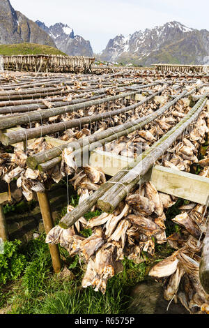 Split Stockfisch trocknen in der Sonne auf hölzernen Regalen in der Stadt Reine, Lofoten, Norwegen. Stockfoto