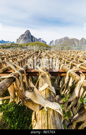 Split Stockfisch trocknen in der Sonne auf hölzernen Regalen in der Stadt Reine, Lofoten, Norwegen. Stockfoto