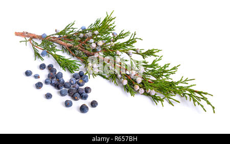 Kegel und Blätter von Juniper auf weißem Hintergrund. Stockfoto