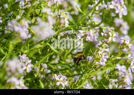 Weiß Gebändert-tailed Hummel, Bombus lucorum, See Rakete Anlage. Stockfoto