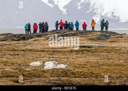 Svalbard rentier Rangifer tarandus, gebettet auf Tundra an Russebuhkta, Edgeøya, Svalbard, Norwegen. Stockfoto