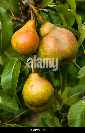 Reif Comice Birnen (doyenne du Comice) natürlich wachsen auf einem Ast in der Sommersonne. Stockfoto