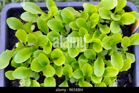 Fach von Römischer Salat Sämlinge, kleinen Pflanzen bereit, die für die das Stechen oder Umpflanzen in die endgültige wachsenden Positionen nach unter g gestartet wird. Stockfoto