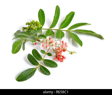 Schinus terebinthifolia oder Brasilianischen peppertree, aroeira oder rosa Pfeffer, breitblättrigen Pepper Tree, wilelaiki oder wililaiki, Christmasberry und Florida H Stockfoto