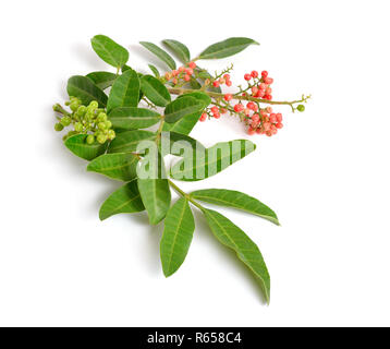 Schinus terebinthifolia oder Brasilianischen peppertree, aroeira oder rosa Pfeffer, breitblättrigen Pepper Tree, wilelaiki oder wililaiki, Christmasberry und Florida H Stockfoto