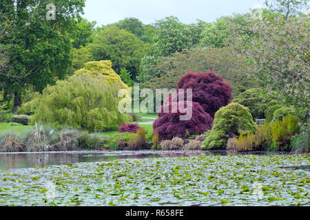 Frühjahr angelegten Garten mit bunten Bäumen, Ahorn, Kastanie, Kirsche, Blüte willow durch einen See mit Seerosen. Stockfoto