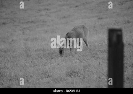 Rotwild in einigen Bereichen etwas außerhalb von Glasgow, Schottland entdeckt Stockfoto