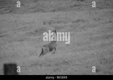 Rotwild in einigen Bereichen etwas außerhalb von Glasgow, Schottland entdeckt Stockfoto