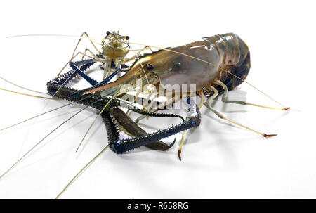 Riesige Süßwasser-Garnelen Stockfoto