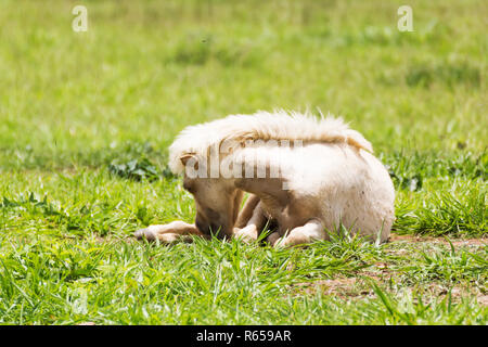 Pferd schlafen Stockfoto