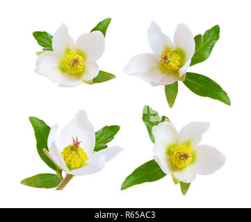 Germer, allgemein bekannt als christrosen oder 'Winter Rose', 'Christmas rose' und 'Lenten rose'. Isoliert. Stockfoto