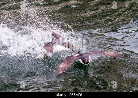 Nach Brünnich's Guillemot, Uria lomvia, Kämpfe um Territorien am Kap Fanshawe, Spitzbergen, Svalbard, Norwegen. Stockfoto