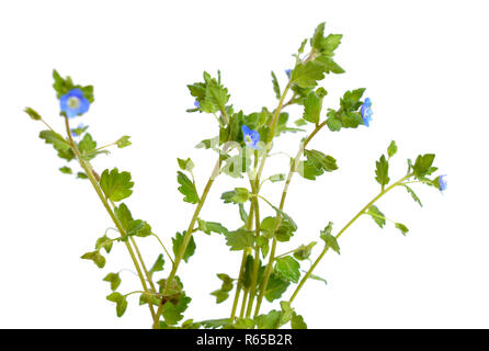 Veronica filiformis. Es ist bekannt durch viele gemeinsame Namen, einschließlich schlanke Speedwell, schleichende Speedwell, threadstalk Speedwell und Whetzel Unkraut. Isolat Stockfoto