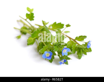 Veronica filiformis. Es ist bekannt durch viele gemeinsame Namen, einschließlich schlanke Speedwell, schleichende Speedwell, threadstalk Speedwell und Whetzel Unkraut. Isolat Stockfoto