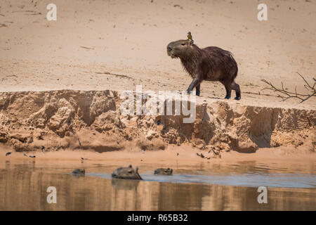 Capybara Kreuzung Sandbank mit Vogel auf Kopf Stockfoto