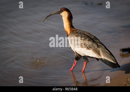 Buff-necked Ibis vom Fluss in der Sonne trinken Stockfoto