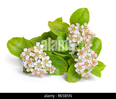 Aronia melanocarpa, genannt der schwarze Apfelbeere. Blumen isoliert auf weißem ackground. Stockfoto