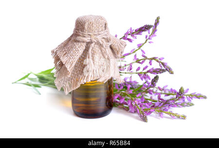 Adenia, allgemein bekannt als Milkworts oder snakeroots. Isoliert. Stockfoto