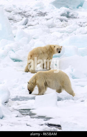 Porträt von zwei Eisbären, Ursus maritimus, auf Frühling schnell Eis auf der östlichen Küste von Edgeøya, Svalbard, Norwegen. Stockfoto