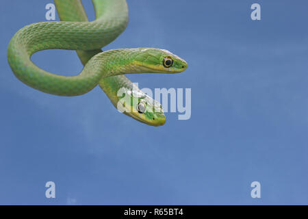 Paar grobe Ringelnatter (opheodrys aestivus) Stockfoto