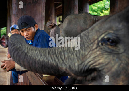 Mahouts mit einem Elefantenritt in Khan River in der Nähe von Luang Prabang Laos Stockfoto
