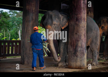Mahouts mit einem Elefantenritt in Khan River in der Nähe von Luang Prabang Laos Stockfoto