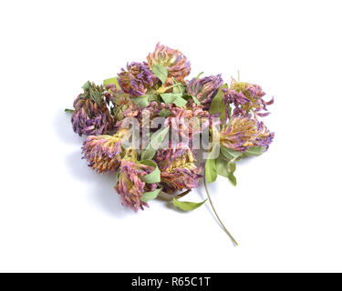 Getrocknete Heilpflanzen Rohstoffe isoliert auf Weiss. Trifolium pratense, der rote Klee Stockfoto