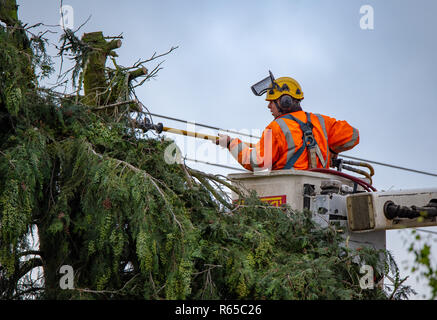 Eine baumzüchter Verkleidungen Bäume um Stromleitungen in Neuseeland Stockfoto