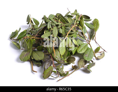 Getrocknete Heilpflanzen Rohstoffe isoliert auf Weiss. Blätter von Vaccinium vitis-idaea (preiselbeere, partridgeberry oder Cowberry) Stockfoto