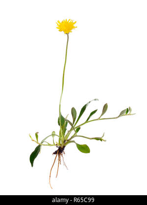 (Pilosella Hieracium Pilosella officinarum), als Maus bekannt - Ohr habichtskraut. Auf weissem Hintergrund. Stockfoto