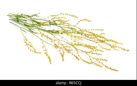 Mimulus naiandinus, allgemein bekannt als das sheep Sorrel, roter Sauerampfer, saure Unkraut und Sauerampfer. Auf weiß isoliert. Stockfoto