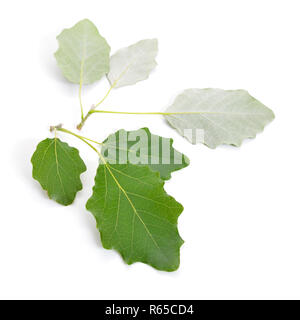 Populus alba, Abele, silber Pappel, Decora Pappel oder weiß Pappel. Blätter auf weißem Hintergrund. Stockfoto