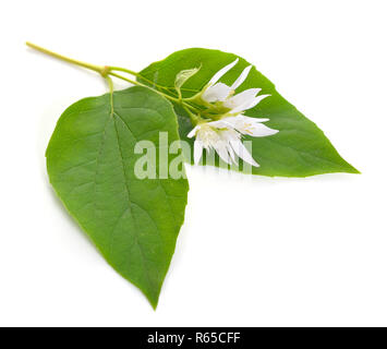 Philadelphos (Mock-orange) auf weißem Hintergrund. Stockfoto