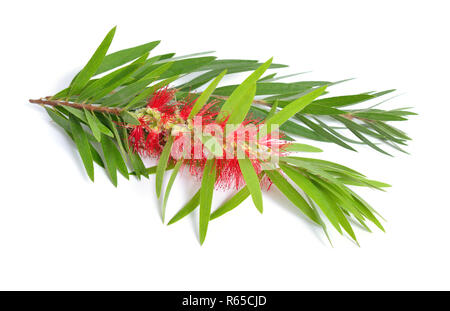 Melaleuca Teebaum Zweig mit Blüten. Auf weissem Hintergrund. Stockfoto