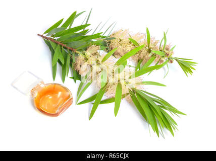 Melaleuca Teebaum ätherisches Öl mit Zweig. Auf weissem Hintergrund. Stockfoto