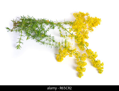 Galium verum, Lady's bedstraw bedstraw oder Gelb. Auf weiß Isoliert Stockfoto