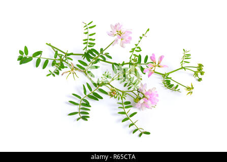 Securigera Varia, synonym Coronilla Varia, gemeinhin als crownvetch oder lila Krone vetch bekannt. Auf weiß isoliert. Stockfoto