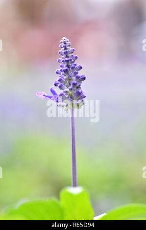 Blühende blaue bugleweeds Ajuga Stockfoto