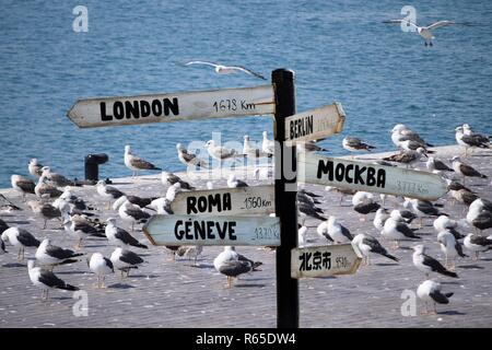 Wo wird die Möwen fliegen? Stockfoto